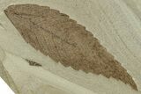 Fossil Oak Leaf (Pos/Neg) - Green River Formation, Colorado #244663-1